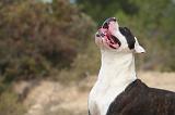BOULEDOGUE AMERICAIN 436